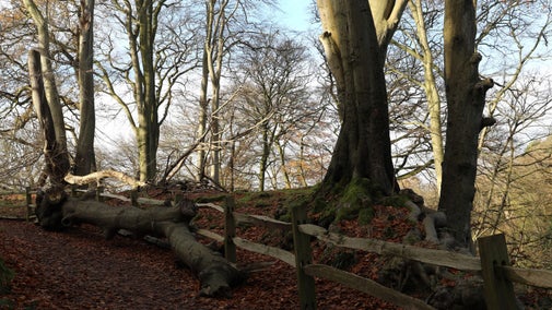 A giant tree trunk laying on the ground in front of a wooden fence with trees behind